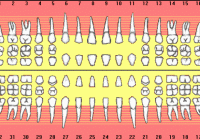 Tooth Numbering System Chart for Pediatrics