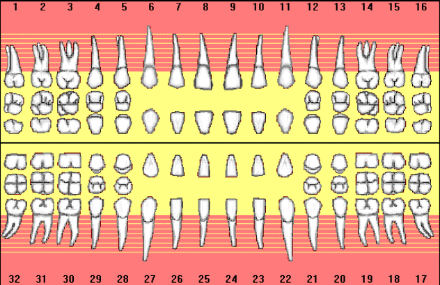 teeth numbers on dental chart